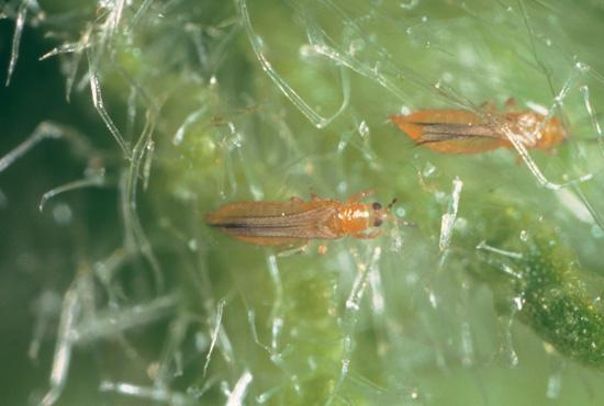主に果実を食害するミナミキイロアザミウマ