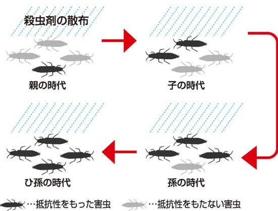 殺虫剤抵抗性が発達するメカニズム