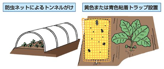 物理的防除 黄色または青色粘着トラップ設置防虫ネットによるトンネルがけ