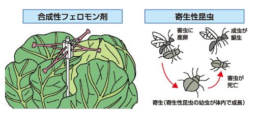 生物的防除　寄生性昆虫　合成性フェロモン剤
