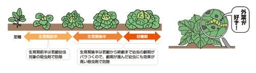 化学的防除　害虫の生態にあわせた防除　外葉が好きなタマナギンウワバ
