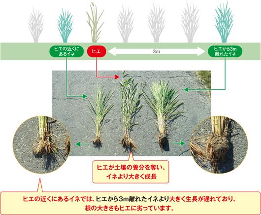 ヒエが稲の生育に与える影響