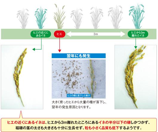ヒエとの距離による稲の成長比較