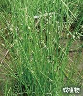 成植物