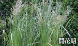 開花期