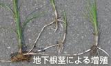 地下根茎による増殖