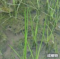 成植物