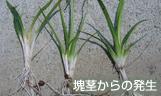 塊茎からの発生