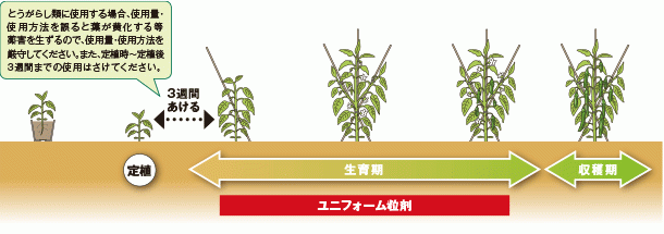 ユニフォーム粒剤の散布タイミング