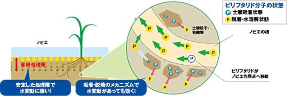 アピロ（ビリフタリド）が水変動に強い理由