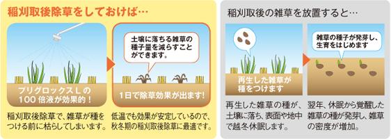 稲刈取後除草の効果