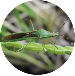 クモヘリカメムシ成虫