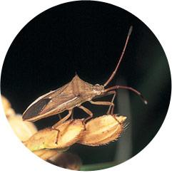ホソハリカメムシ成虫