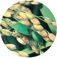 ミナミアオカメムシ成虫
