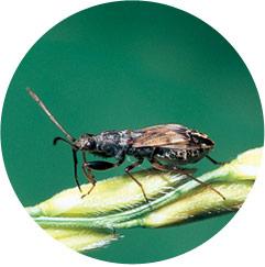 コバネヒョウタンナガカメムシ成虫