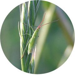アカヒゲホソミドリカスミカメ成虫