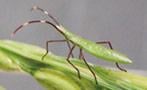 クモヘリカメムシ幼虫