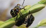 ミナミアオカメムシ幼虫