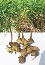 根茎腐敗病