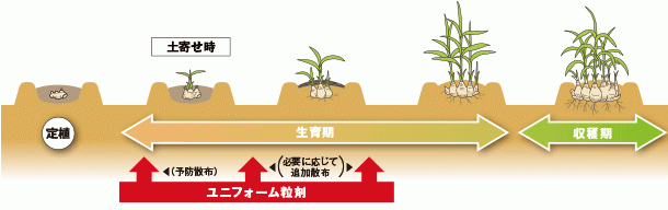 ユニフォーム粒剤の散布タイミング