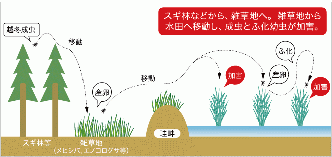 クモヘリカメムシの加害パターン