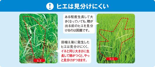 ヒエは見分けにくい
