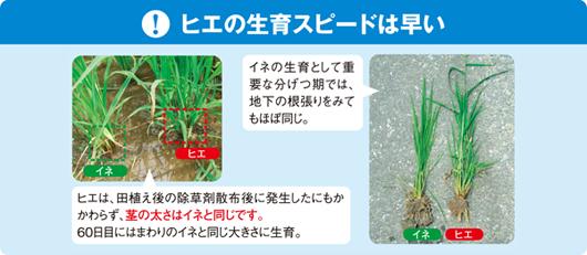ヒエの生育スピードは早い