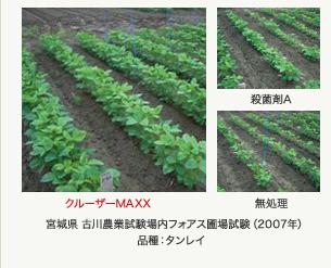 湿田状態（地下水位4cm）での生育の違い（播種後36日）