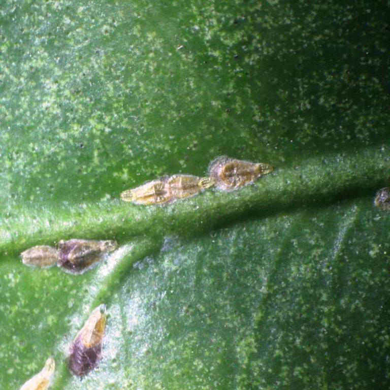 ヤノネカイガラムシ未成熟成虫