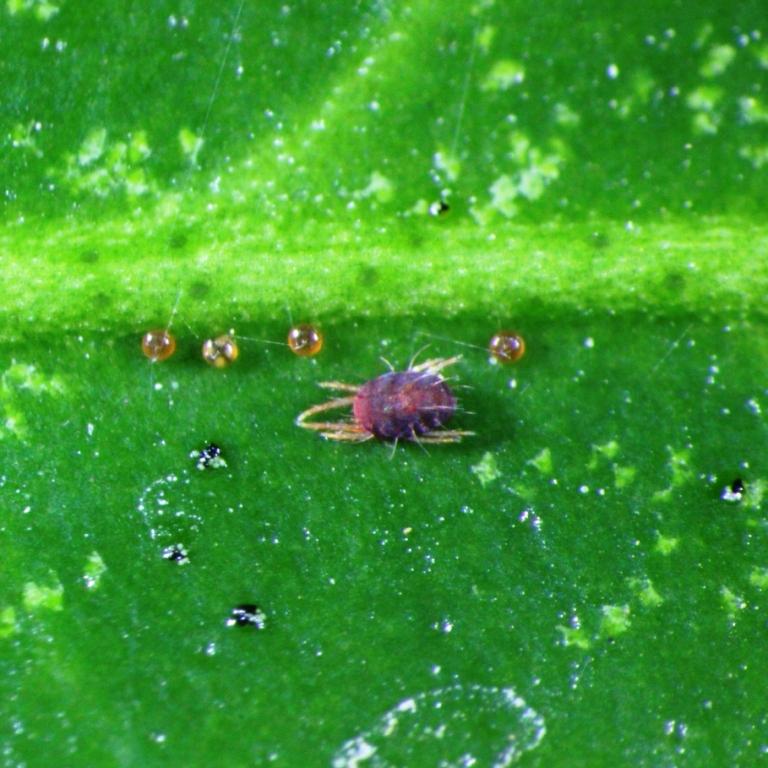 ミカンハダニの成虫と卵