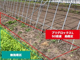 撮影日：2019年8月7日（散布29日後）