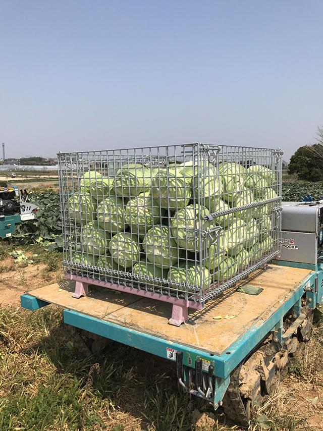 収穫されたキャベツ