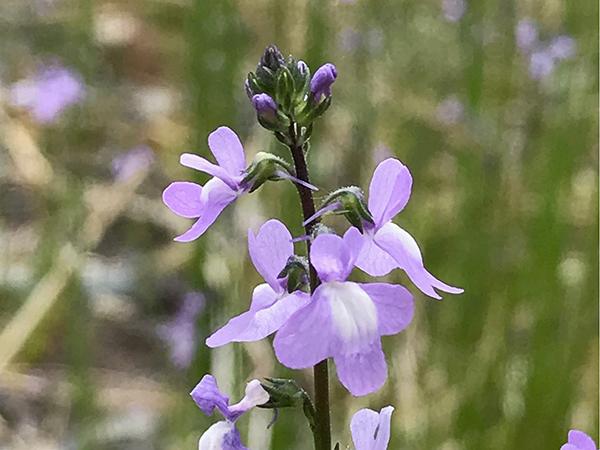 枯れ残りやすい低感受性雑草も。「体系処理」で果樹園の下草を上手に