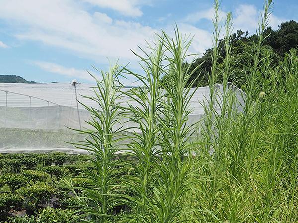 雑草 枯れ残りやすい低感受性雑草も。「体系処理」で果樹園の下草を上手に