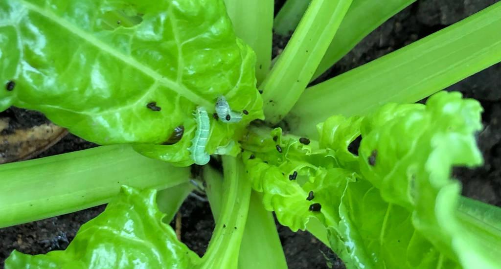てんさいを食害するヨトウムシ