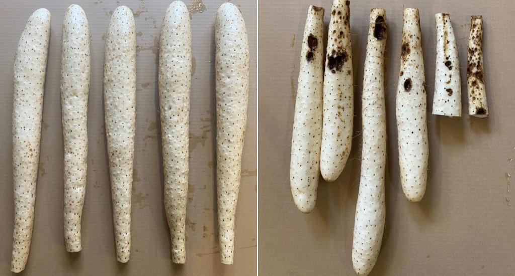 きれない肌のやまいもと根腐病の病斑が目立つながいも