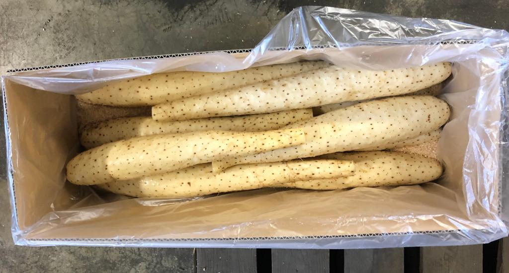 出荷を持つ幕別町の食用のながいも
