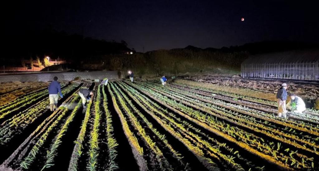 実習圃場での管理作業風景。営農担当者一人ひとりが一生産者として作業に取り組む