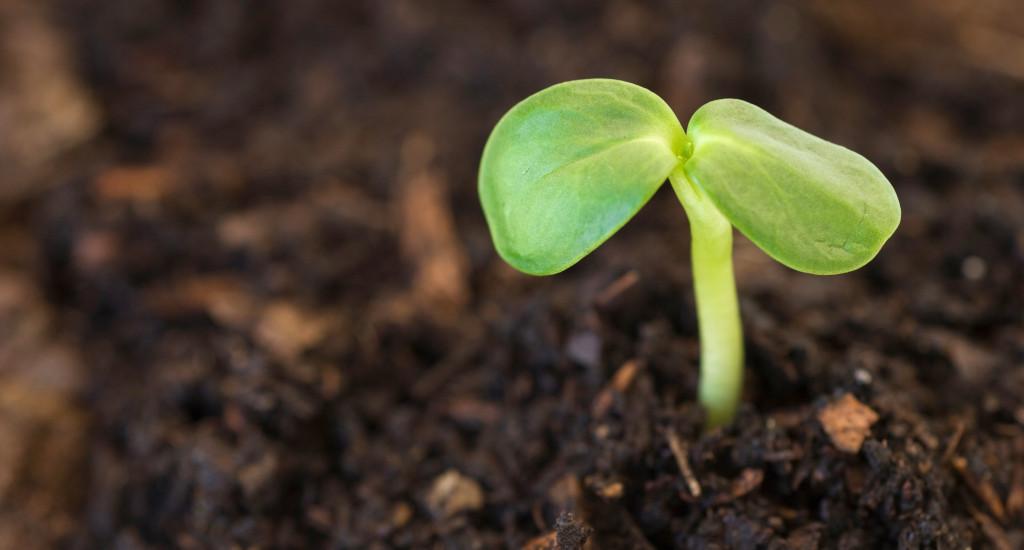 ヨーロッパのFarm to Fork戦略と、バイオスティミュラントの法的定義の実現