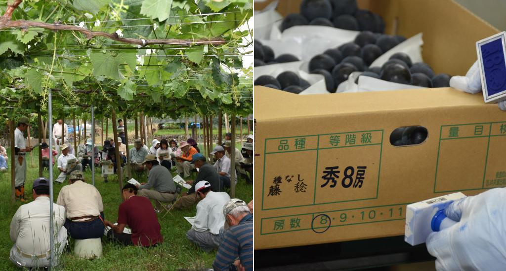 徹底した営農指導のもと、高品質なぶどうを市場へ安定供給している