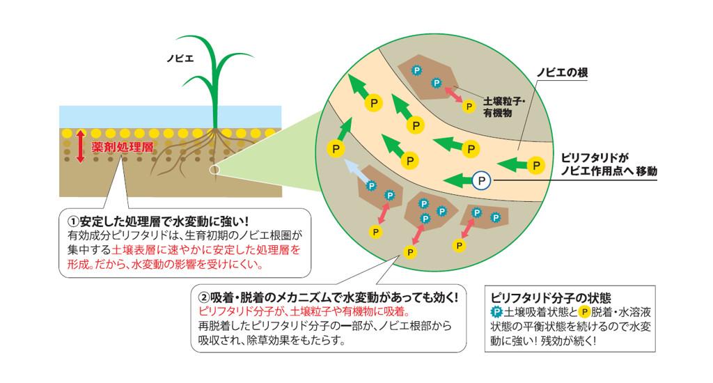 水管理の難しい水田のノビエにも、アピログロウMXが安定した効果を示す