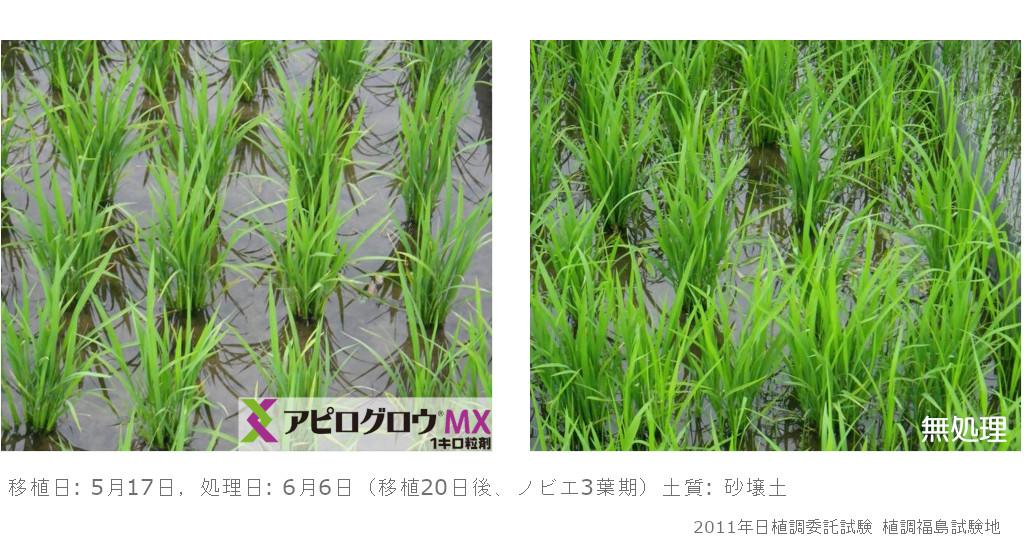 ノビエ３葉期処理でも優れた効果