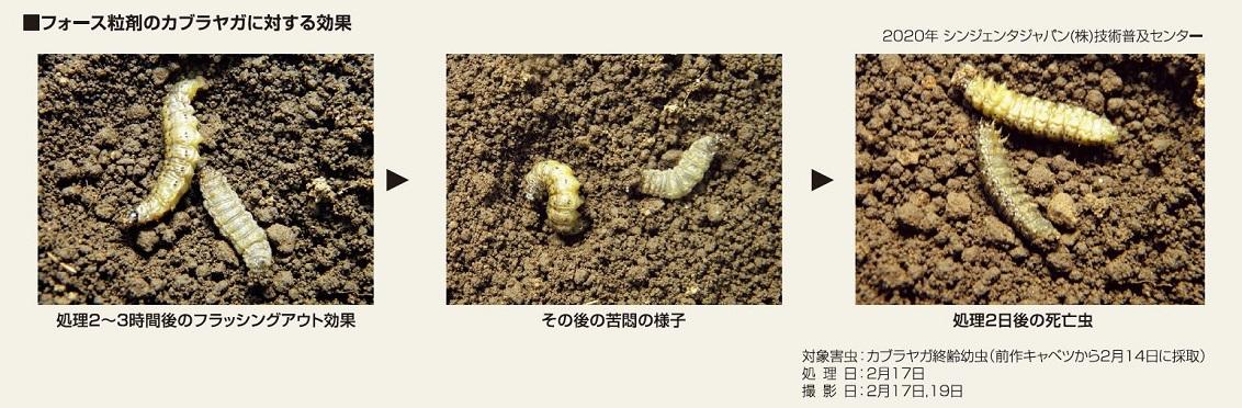 フォース粒剤のフラッシング効果