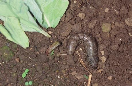 カブラヤガによるキャベツ被害
