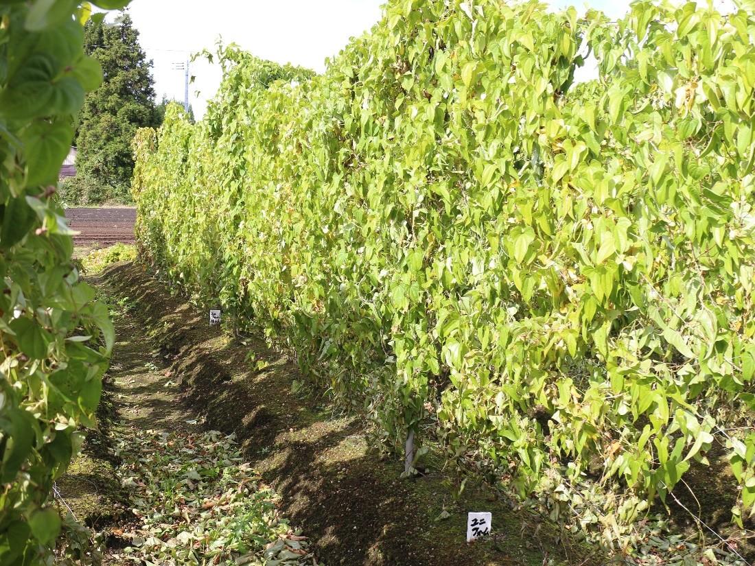 ユニフォーム粒剤_試験区_青森県産業技術センター 野菜研究所