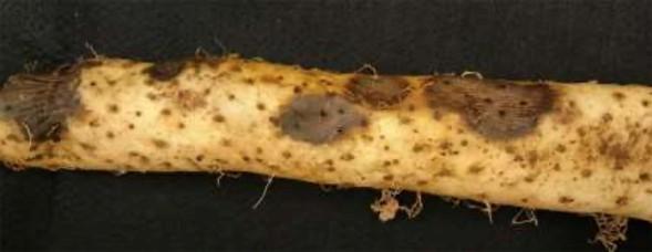 ヤマノイモ腐敗細菌病の症状