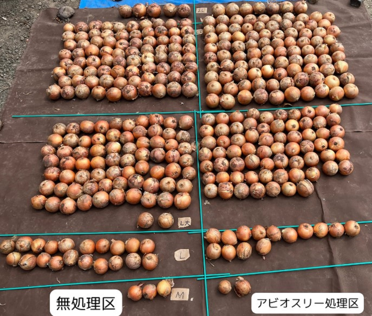 アビオスリー体験レポート加茂様_収穫した玉ねぎ