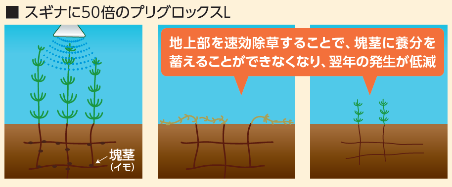 スギナに50倍のプリグロックスL