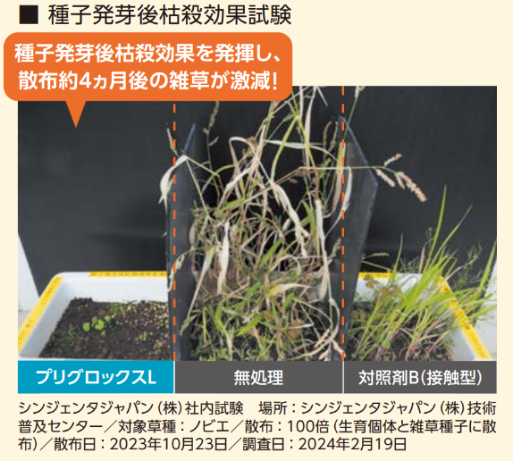 種子発芽後枯殺効果試験