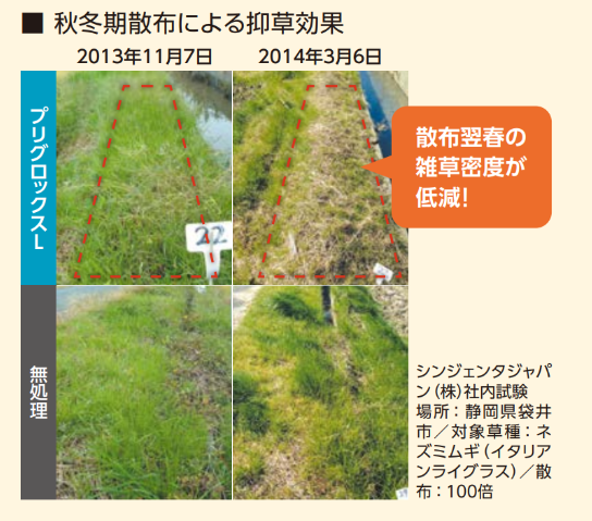 プリグロックスを秋に散布した区画では翌春の雑草密度が低減